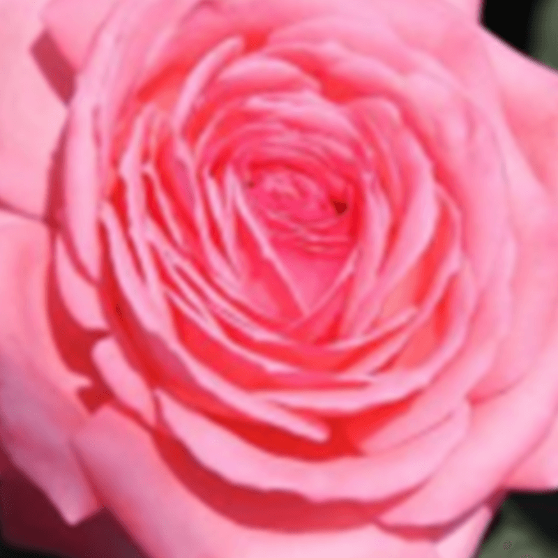 Rose – Canada Blooms