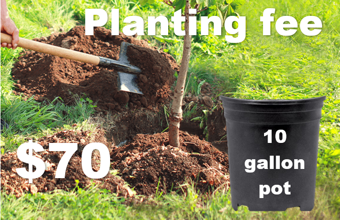 Planting Fee (10 gal pot)