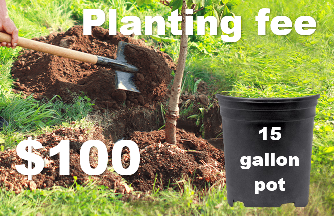 Planting Fee (15 gal pot)