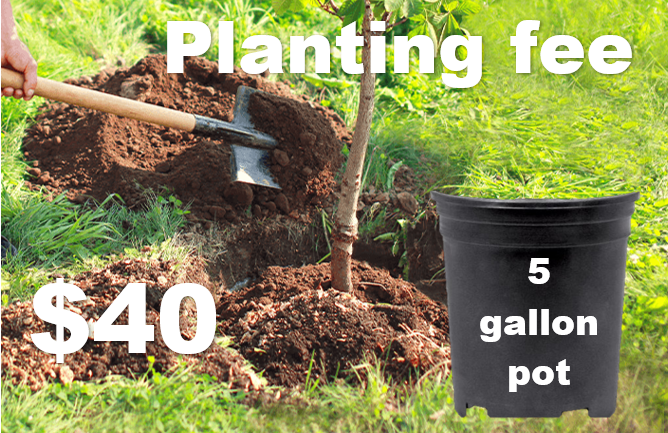 Planting Fee (5 gal pot)