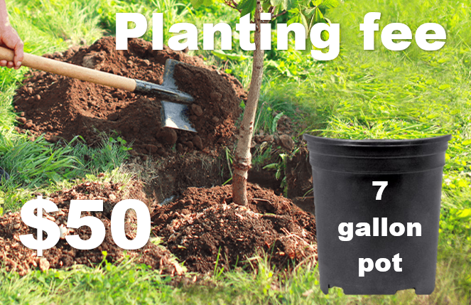 Planting Fee (7 gal pot)