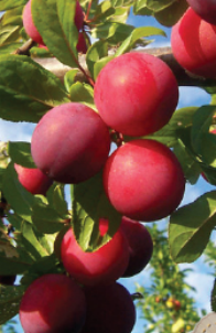 Fruit Tree – Plum Brookred