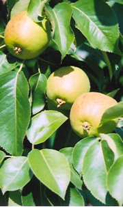 Fruit Tree – Pear Golden Spice