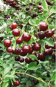 Fruit – Cherry Juliet