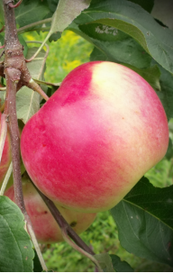 Fruit Tree – Apple Parkland