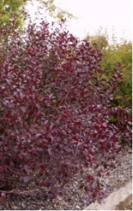 Shrub – Purple Leaf Sand Cherry