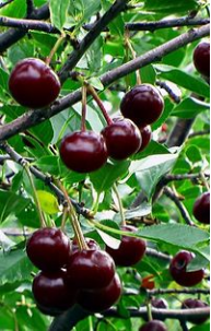 Fruit – Cherry Romeo
